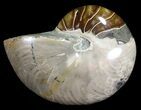 Large, Polished Nautilus Fossil - Madagascar #61342-1